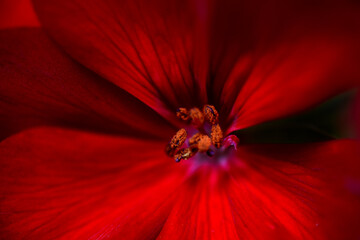 Close up of red flower, small depth of field