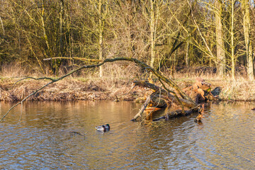 Dead and worm infested white willow along little river as a major ecological building stone and important natural value in the landscape