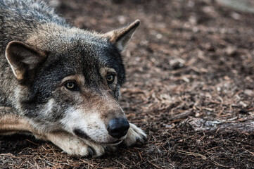 Grey Wolf Canis Lupus lying down