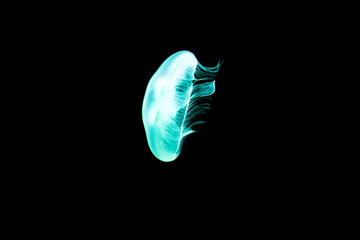 Glow Jellyfish in aquarium with black background