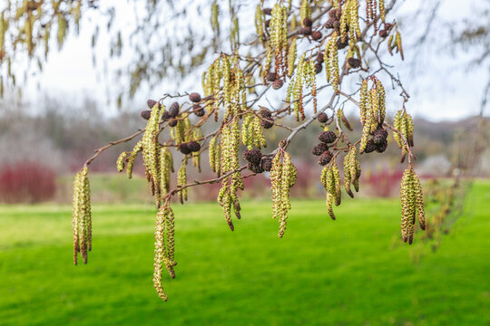Close up of catkins of a white alder tree, Alnus incana, against a blurred background