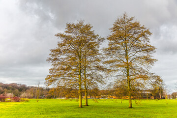 Group of three white alder trees, Alnus incana,   full of flowering catkins in winter