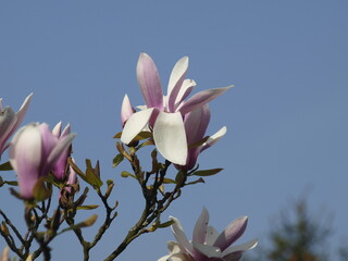 Magnolie  Blüte
