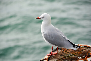 Neuseeland, Auckland, Friedliche Möwe im Hafen von Auckland