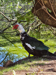 Male duck, very beautiful, living in his space in a city park. These birds inhabit bodies of water, such as the banks of rivers, lakes, swamps and swamps.