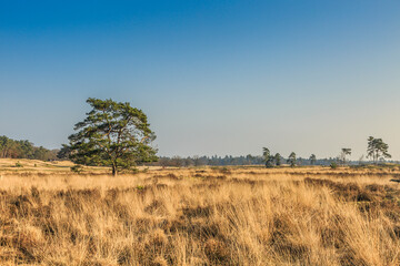 De Loonse en Drunense Duinen  form one of the largest living sand drifts of Europe with special flora and fauna and groups high pine trees standing on exposed tree roots