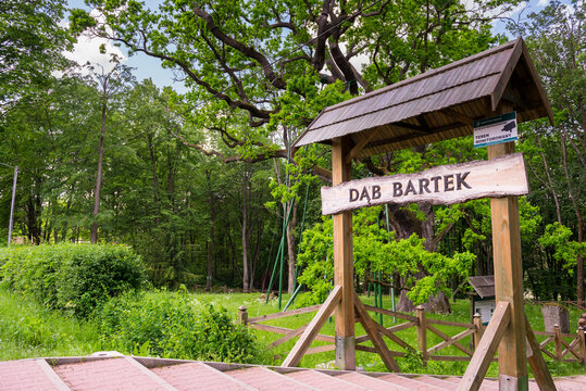 Bartek Oak, one of the oldest oaks in Poland, natural monument.