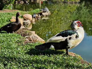 Male duck, very beautiful, living in his space in a city park. These birds inhabit bodies of water, such as the banks of rivers, lakes, swamps and swamps.