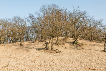 De Loonse en Drunense Duinen  form one of the largest living sand drifts of Europe with special flora and fauna and groups of oakt rees standing on exposed tree roots