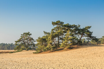 De Loonse en Drunense Duinen  form one of the largest living sand drifts of Europe with special flora and fauna and groups high pine trees standing on exposed tree roots © photodigitaal.nl