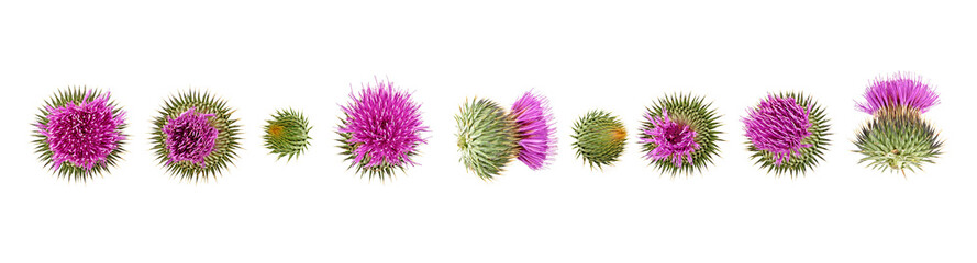Milk Thistle flower isolated on white background, top view. Silybum marianum.