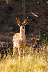 Deer in the Pike National Forest