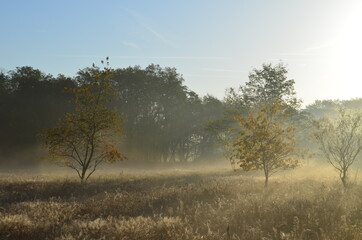 Sonnenaufgang Nebel Tau Heide