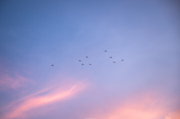 Birds flying in colorful sky at sunset