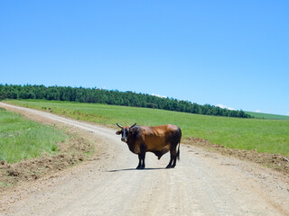 S&uuml;dafrika, KwaZulu-Natal, Uthukela DC, Wegabsperrung durch einen Stier bei den Drakensbergen, Verkehrshindernis auf der Fahrt bei den Drakensbergen