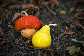 Two decorative pumpkins of different shapes on withered leaves. Autumn background.
