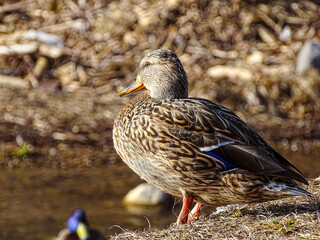 duck -or mallard - Anas platyrhynchos
