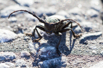 Cerambycidae, Barbel Beetle, Lumberjack Beetle. Extensive and large family of Coleoptera beetles. One of hallmarks of the family is a long segmented mustache, often exceeding the length of the body