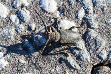 Cerambycidae, Barbel Beetle, Lumberjack Beetle. Extensive and large family of Coleoptera beetles. One of hallmarks of the family is a long segmented mustache, often exceeding the length of the body