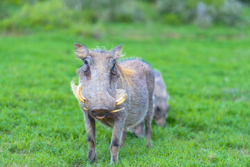 Südafrika, Ostkap, Western District, Addo Elephant Nationalpark, Warzenschwein, das Warzenschwein (Phacochoerus africanus)