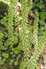 Plantes sauvages