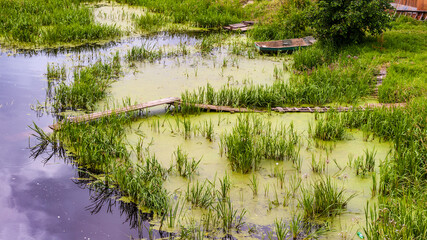 Dirty water and plants on it