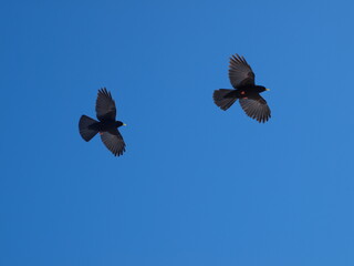2 Vögel fliegen am Himmel