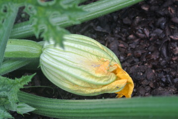 Fleur de courgette