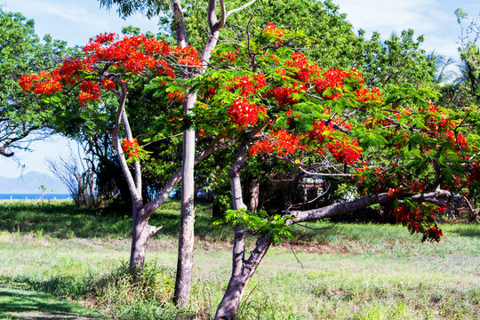 Royal Poinciana Tree in Australia