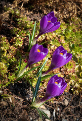 a group of purple crocuses