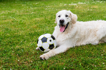Golden Retriever dog enjoys playing with ball.