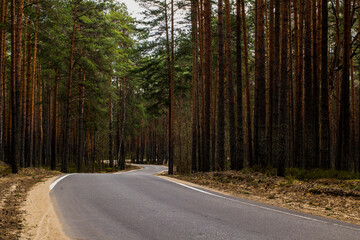a winding clean paved smooth road in the spring pine forest goes into the distance