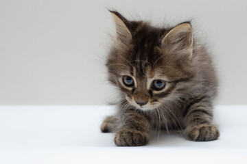 Fototapeta premium Black fluffy cat on gray background.