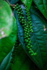 Green pepper and leaves