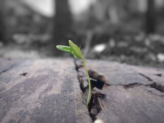 green sprout growing on the woods