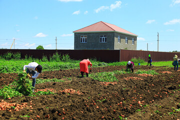 Farmers working in the plantation zone near house