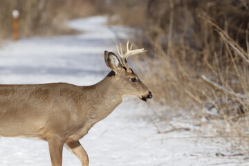 A Whitetail buck in the winter woods.