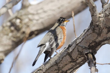 An American Robin perched on a branch.