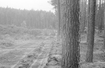 Photo was taken on hot Sunday day in pine forest with so good air.