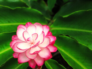 Pink ginger flowers with white petals against a leaf green background.