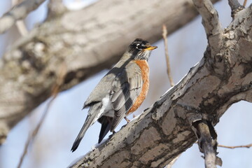 An American Robin perched in a tree.