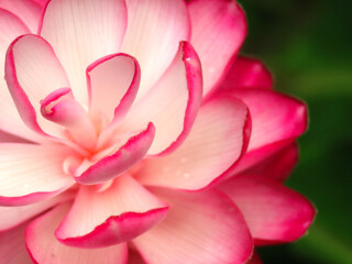 Fototapeta premium Pink ginger flowers with white petals against a leaf green background.