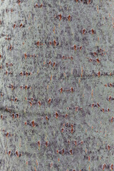 Tree Bark Texture Close Up
