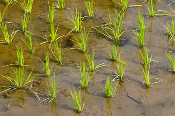 Indonesien, Sulawesi Selatan, Toraja Utara, Reispflanzen