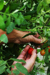 ripe red tomatoes and green on the same branch. juicy tomatoes in greenhouse. hands touch ripe red tomato on a branch