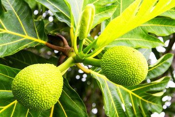Young durian fruits, Daintree Rainforest, Queensland, Australia © Milosz Maslanka