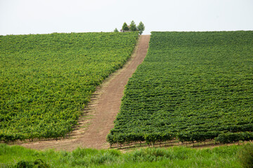 A road across green plantation zone