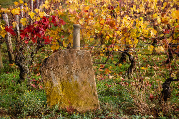 vignes en automne en bourgogne