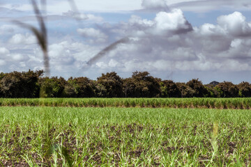 Sugar cane crops in colombia