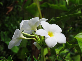 White plumeria flower with yellow centers against a dark green background.
